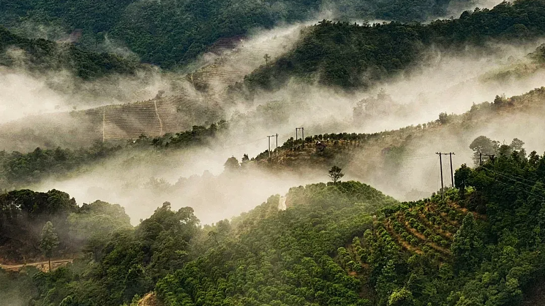 茶园基地